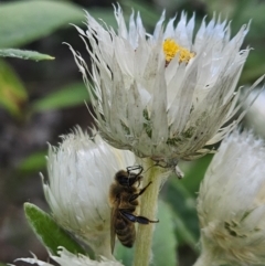 Apis mellifera (European honey bee) at Jervis Bay, JBT - 25 Aug 2023 by AaronClausen