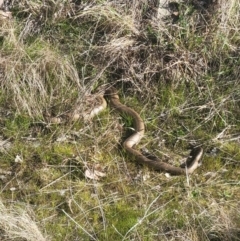 Pseudonaja textilis (Eastern Brown Snake) at Cooleman Ridge - 25 Aug 2023 by HelenCross