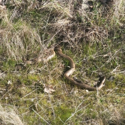 Pseudonaja textilis (Eastern Brown Snake) at Cooleman Ridge - 25 Aug 2023 by HelenCross