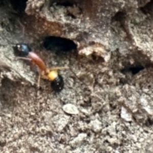 Camponotus consobrinus at Belconnen, ACT - 23 Aug 2023