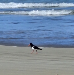 Haematopus longirostris (Australian Pied Oystercatcher) at Booderee National Park - 25 Aug 2023 by AaronClausen