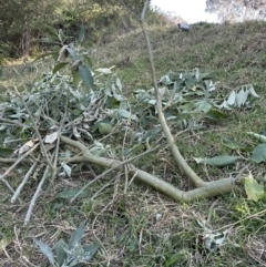 Solanum mauritianum (Wild Tobacco Tree) at Kangaroo Valley, NSW - 25 Aug 2023 by lbradley