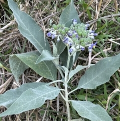 Solanum mauritianum at Kangaroo Valley, NSW - 25 Aug 2023