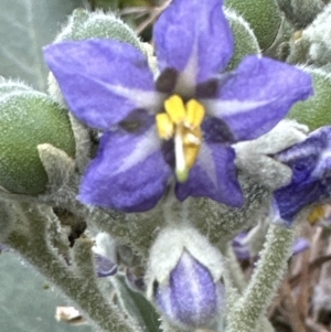 Solanum mauritianum at Kangaroo Valley, NSW - 25 Aug 2023