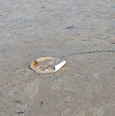 Unverified Shark / Ray at Bushland Beach, QLD - 25 Aug 2023 by RobynHall