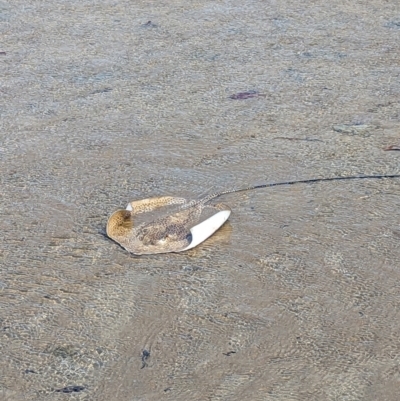 Unidentified Shark / Ray at Bushland Beach, QLD - 25 Aug 2023 by RobynHall