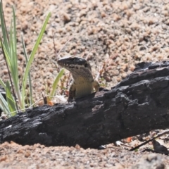 Eulamprus heatwolei (Yellow-bellied Water Skink) at Namadgi National Park - 24 Aug 2023 by RAllen