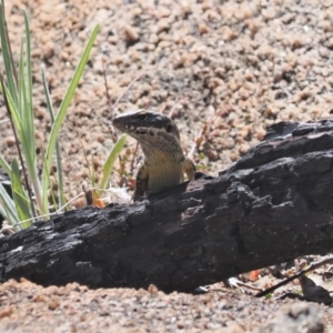 Eulamprus heatwolei at Rendezvous Creek, ACT - 24 Aug 2023