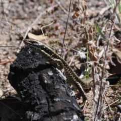 Eulamprus heatwolei at Rendezvous Creek, ACT - 24 Aug 2023