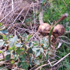 Rosa sp. (A Wild Rose) at Mount Majura - 24 Aug 2023 by abread111