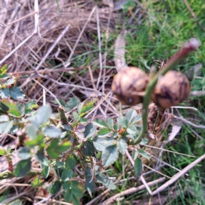 Rosa sp. at Majura, ACT - 24 Aug 2023 02:46 PM