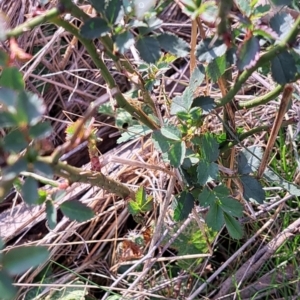 Rosa sp. at Majura, ACT - 24 Aug 2023