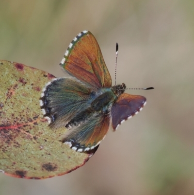 Paralucia spinifera (Bathurst or Purple Copper Butterfly) at Rendezvous Creek, ACT - 24 Aug 2023 by RAllen