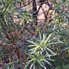 Solanum linearifolium (Kangaroo Apple) at Mount Majura - 24 Aug 2023 by abread111