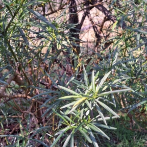 Solanum linearifolium at Majura, ACT - 24 Aug 2023 02:49 PM