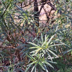 Solanum linearifolium (Kangaroo Apple) at Majura, ACT - 24 Aug 2023 by abread111