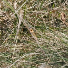 Vanessa kershawi (Australian Painted Lady) at Rendezvous Creek, ACT - 24 Aug 2023 by RAllen