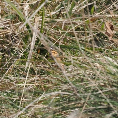 Vanessa kershawi (Australian Painted Lady) at Rendezvous Creek, ACT - 24 Aug 2023 by RAllen