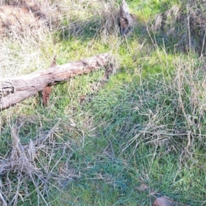 Phalaris aquatica at Majura, ACT - 24 Aug 2023 02:51 PM