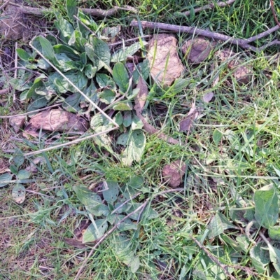 Echium plantagineum (Paterson's Curse) at Mount Majura - 24 Aug 2023 by abread111