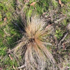 Nassella trichotoma (Serrated Tussock) at Majura, ACT - 24 Aug 2023 by abread111