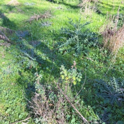 Marrubium vulgare (Horehound) at Mount Majura - 24 Aug 2023 by abread111