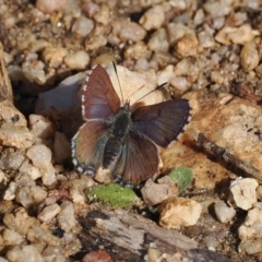 Paralucia crosbyi (Violet Copper Butterfly) at Rendezvous Creek, ACT - 24 Aug 2023 by RAllen