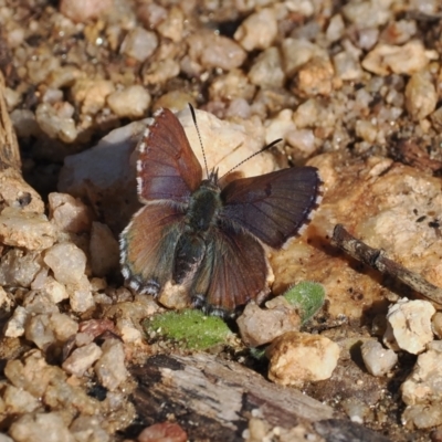 Paralucia crosbyi (Violet Copper Butterfly) at Rendezvous Creek, ACT - 24 Aug 2023 by RAllen
