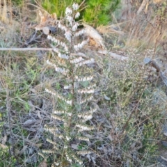 Styphelia fletcheri subsp. brevisepala (Twin Flower Beard-Heath) at Jerrabomberra, ACT - 25 Aug 2023 by Mike