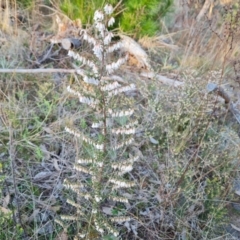 Styphelia fletcheri subsp. brevisepala (Twin Flower Beard-Heath) at Isaacs Ridge - 25 Aug 2023 by Mike