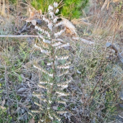 Styphelia fletcheri subsp. brevisepala (Twin Flower Beard-Heath) at Jerrabomberra, ACT - 25 Aug 2023 by Mike