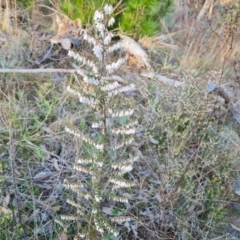 Leucopogon fletcheri subsp. brevisepalus (Twin Flower Beard-Heath) at Isaacs Ridge - 25 Aug 2023 by Mike