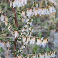 Styphelia fletcheri subsp. brevisepala at Jerrabomberra, ACT - 25 Aug 2023