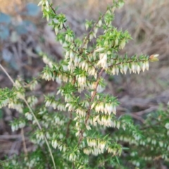 Styphelia fletcheri subsp. brevisepala (Twin Flower Beard-Heath) at Jerrabomberra, ACT - 25 Aug 2023 by Mike