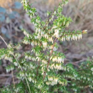 Styphelia fletcheri subsp. brevisepala at Jerrabomberra, ACT - 25 Aug 2023