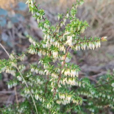 Styphelia fletcheri subsp. brevisepala (Twin Flower Beard-Heath) at Isaacs Ridge - 25 Aug 2023 by Mike