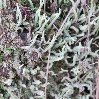 Cladonia sp. (genus) (Cup Lichen) at Tuggeranong, ACT - 25 Aug 2023 by Mike