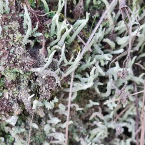 Cladonia sp. (genus) at Tuggeranong, ACT - 25 Aug 2023