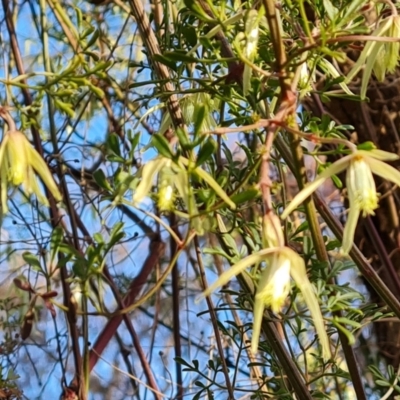 Clematis leptophylla (Small-leaf Clematis, Old Man's Beard) at Jerrabomberra, ACT - 25 Aug 2023 by Mike