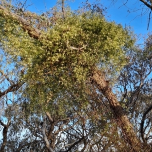 Clematis leptophylla at Jerrabomberra, ACT - 25 Aug 2023 04:24 PM