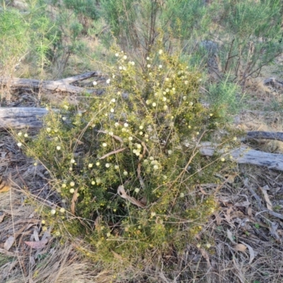 Acacia ulicifolia (Prickly Moses) at Isaacs Ridge - 25 Aug 2023 by Mike