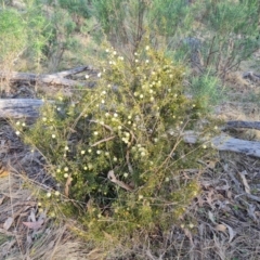 Acacia ulicifolia (Prickly Moses) at Isaacs Ridge and Nearby - 25 Aug 2023 by Mike