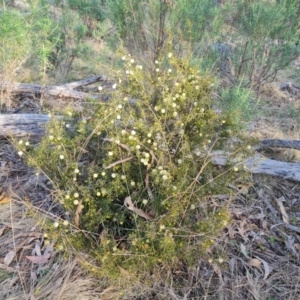 Acacia ulicifolia at Jerrabomberra, ACT - 25 Aug 2023