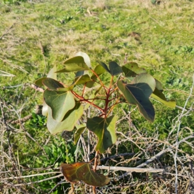 Brachychiton populneus subsp. populneus (Kurrajong) at Isaacs Ridge and Nearby - 25 Aug 2023 by Mike