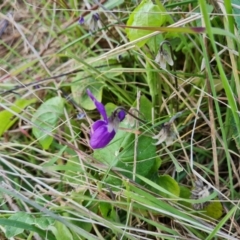 Viola odorata (Sweet Violet, Common Violet) at Isaacs Ridge and Nearby - 25 Aug 2023 by Mike