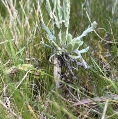 Pseudognaphalium luteoalbum (Jersey Cudweed) at Higgins, ACT - 25 Aug 2023 by Untidy