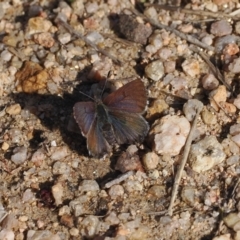 Paralucia spinifera (Bathurst or Purple Copper Butterfly) at Namadgi National Park - 24 Aug 2023 by RAllen