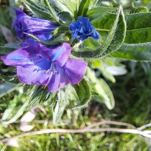 Echium plantagineum at Majura, ACT - 24 Aug 2023