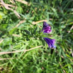 Echium plantagineum at Majura, ACT - 24 Aug 2023