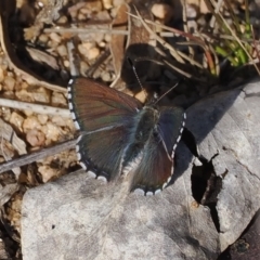 Paralucia spinifera (Bathurst or Purple Copper Butterfly) at Namadgi National Park - 24 Aug 2023 by RAllen